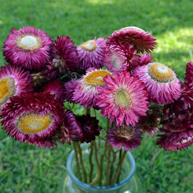 Monster Purple, Strawflower Seeds